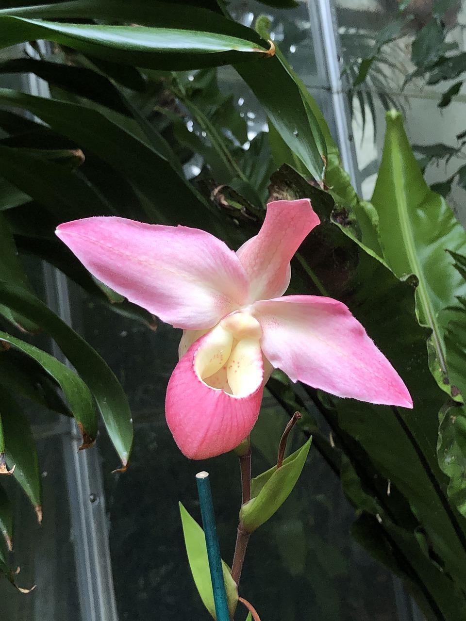 兰花是什么香味