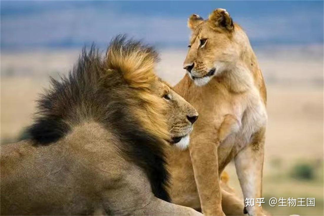 同样是“百兽之王”，为什么有些人始终认为老虎打不过狮子？ - 知乎