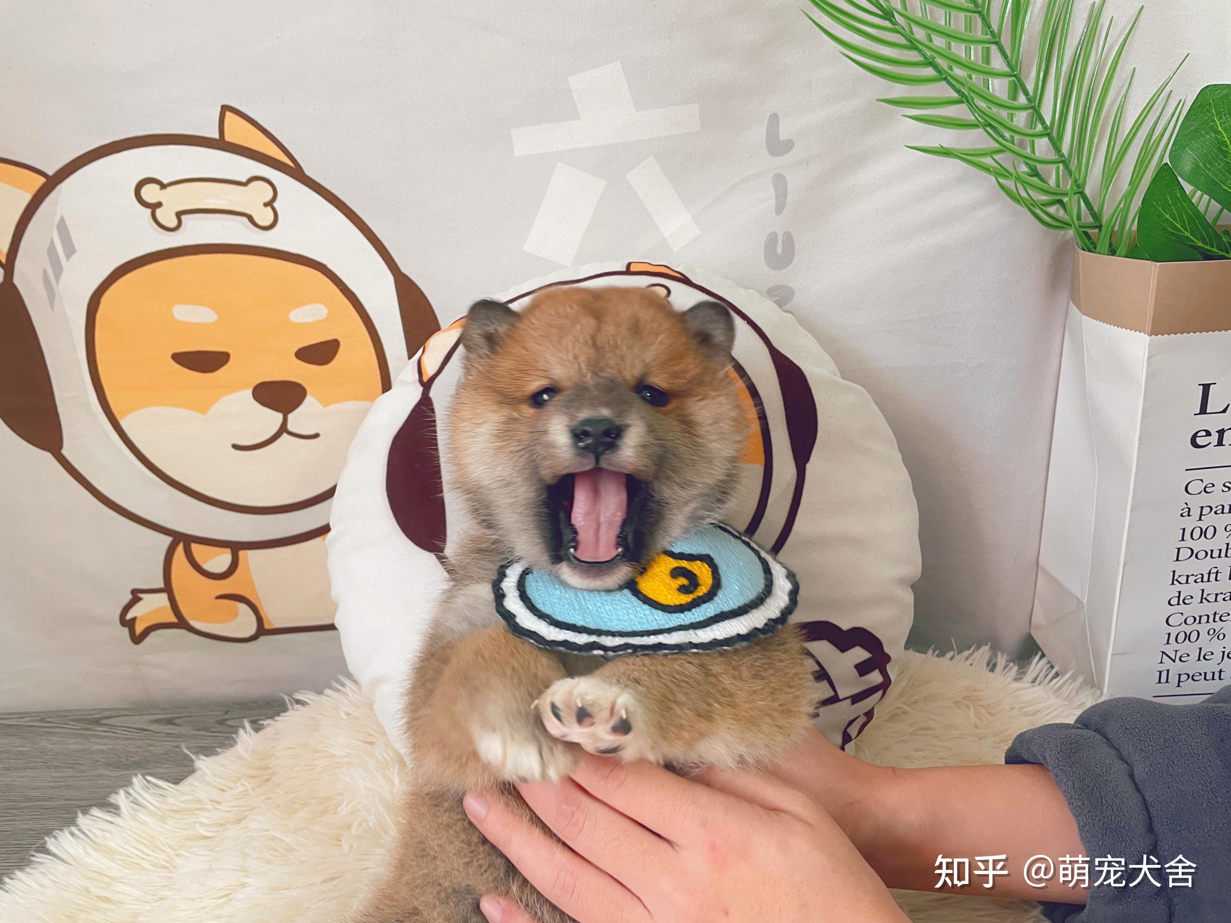 柴犬适合在家庭中饲养吗？ - 知乎