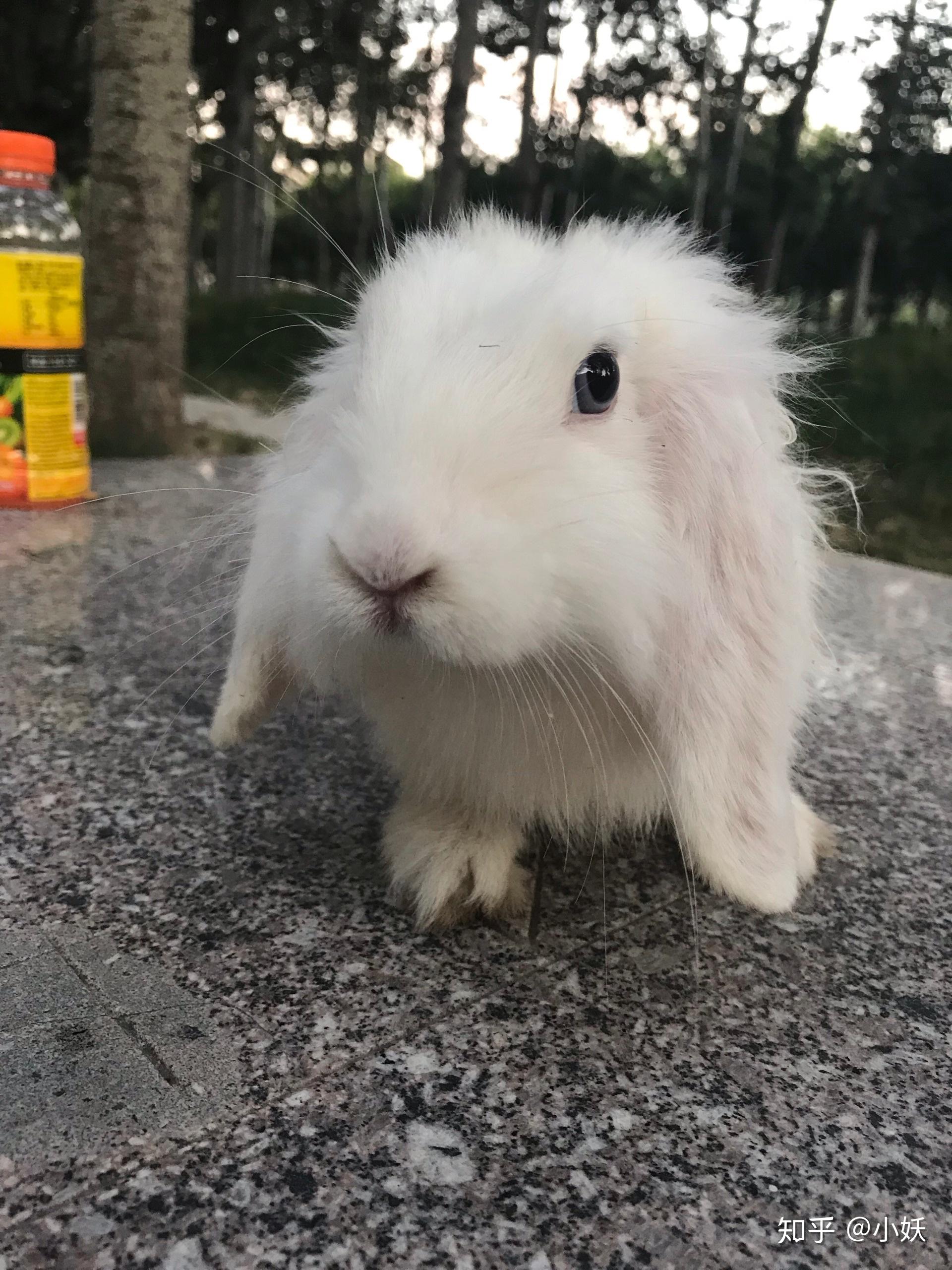 什么品种的兔子长大了颜值依然很高? - 知乎