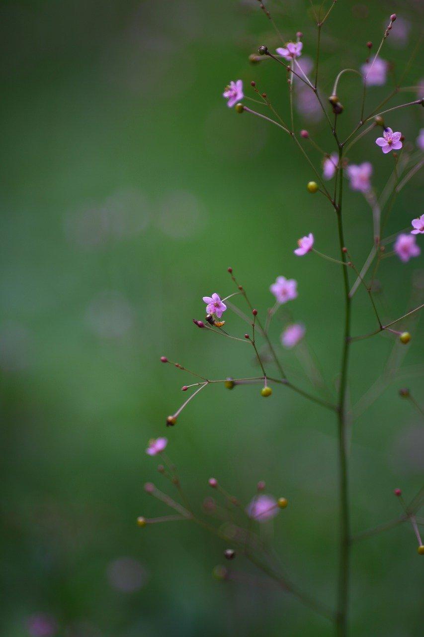 铁皮石斛什么时候开花