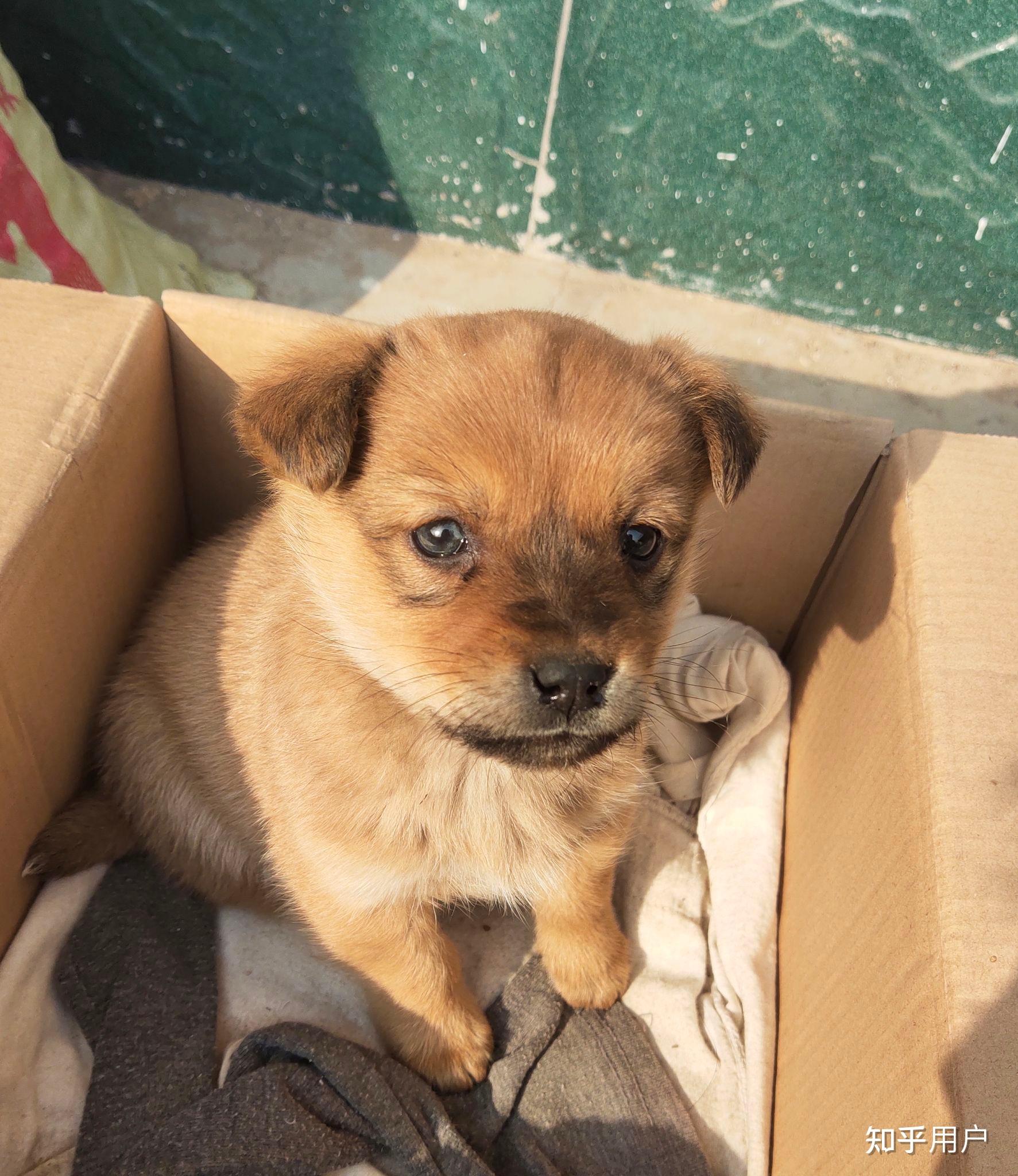 我对象送了我只柴犬怎么我越看越像土狗求大家鉴别