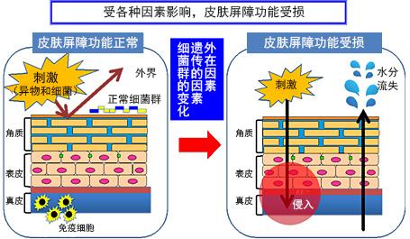 关于皮肤屏障功能的详解 - 知乎
