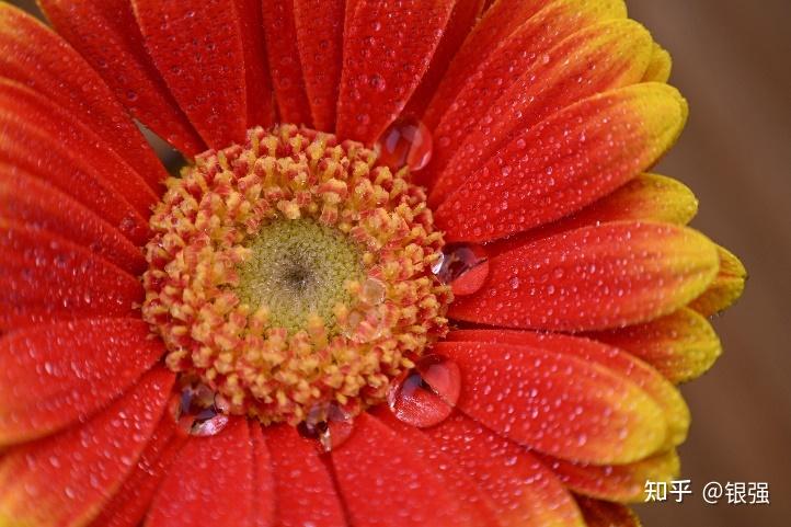黄色的花
AI 生成的内容可能不正确。