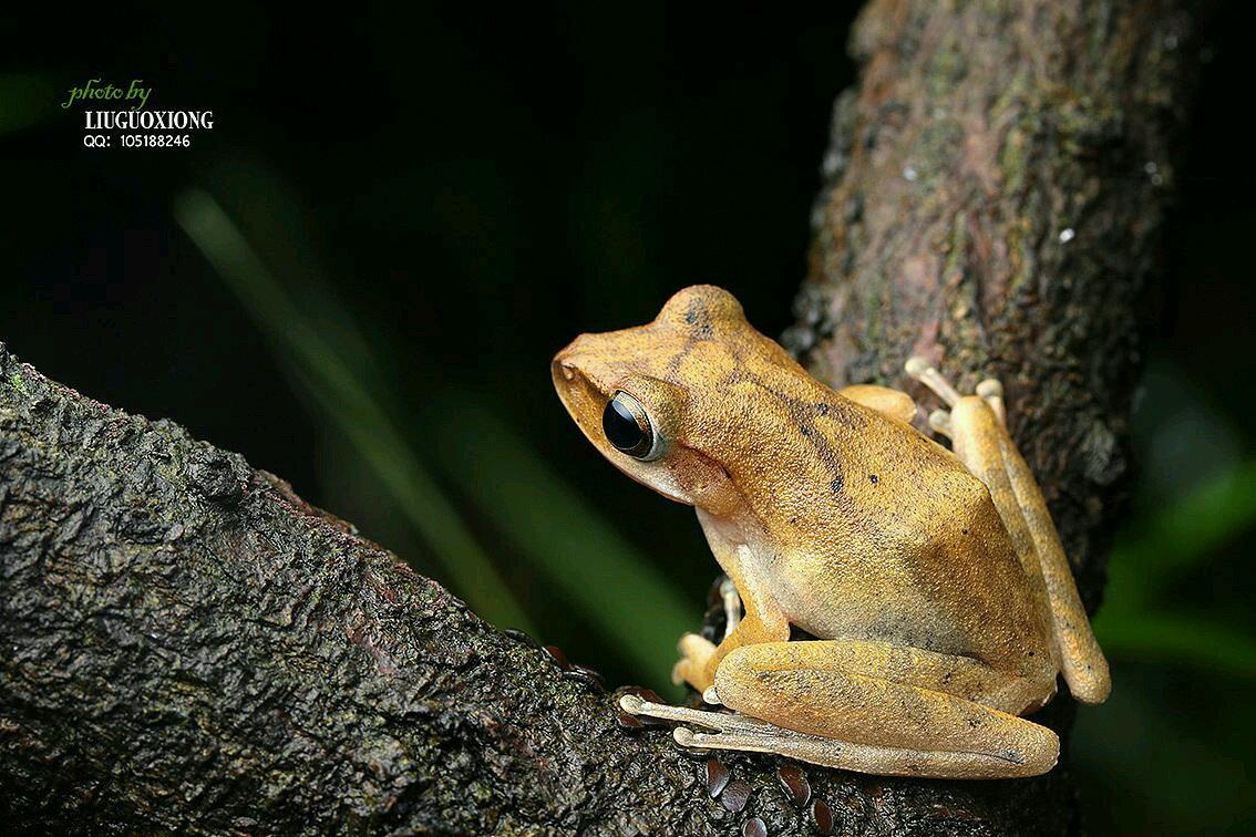 请问这白色的是什么品种的蛙