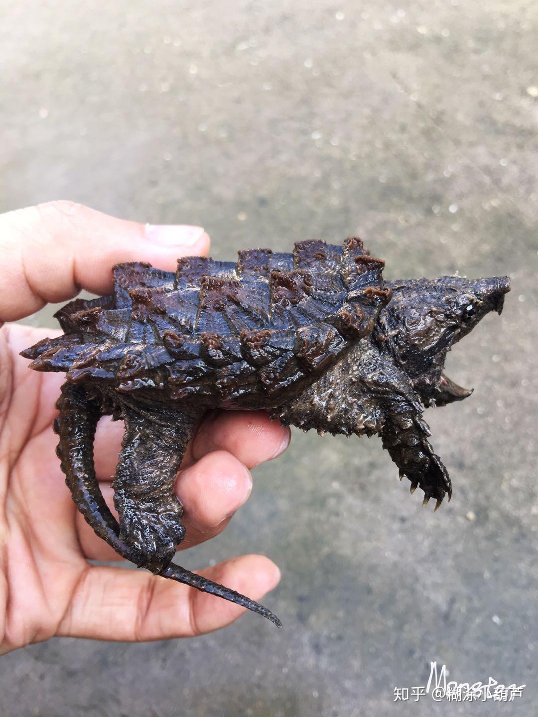 蛋龟和小鳄大鳄龟选择谁好点