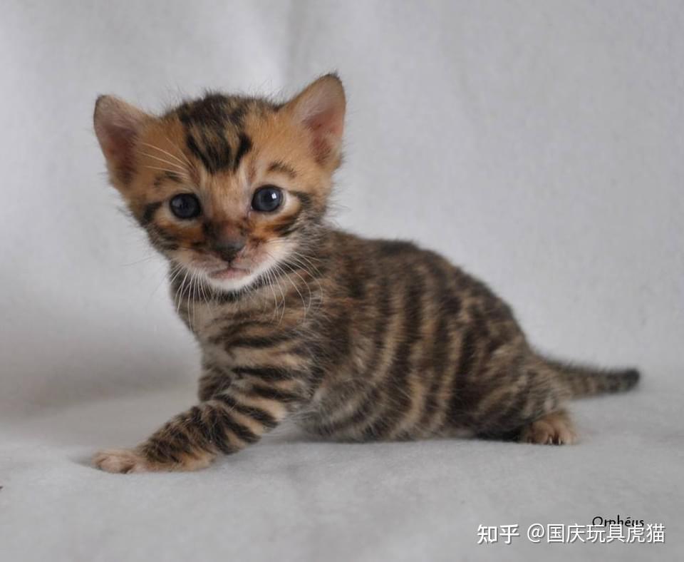 最像老虎的猫咪，玩具虎猫，当仁不让！ - 知乎