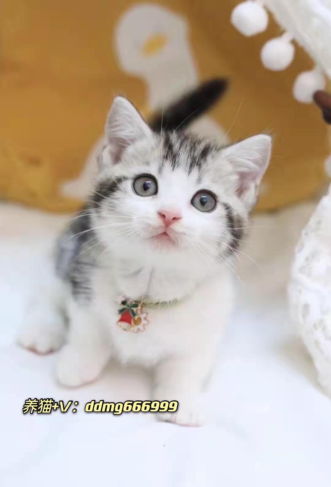 美短标斑猫配种后到生产需要多少天 标斑幼崽多少钱一只 知乎