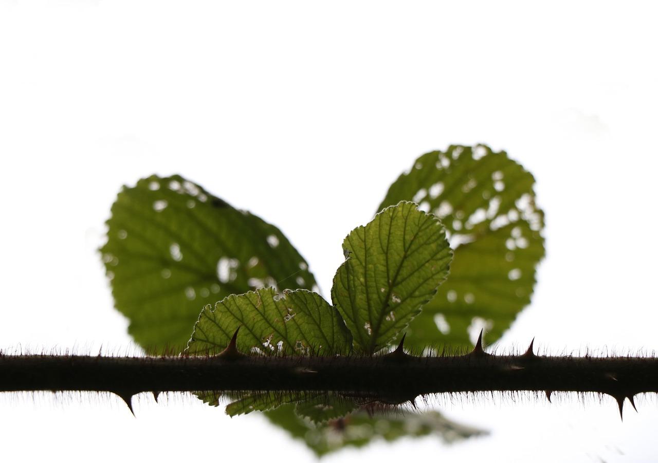 什么绿化放家里好