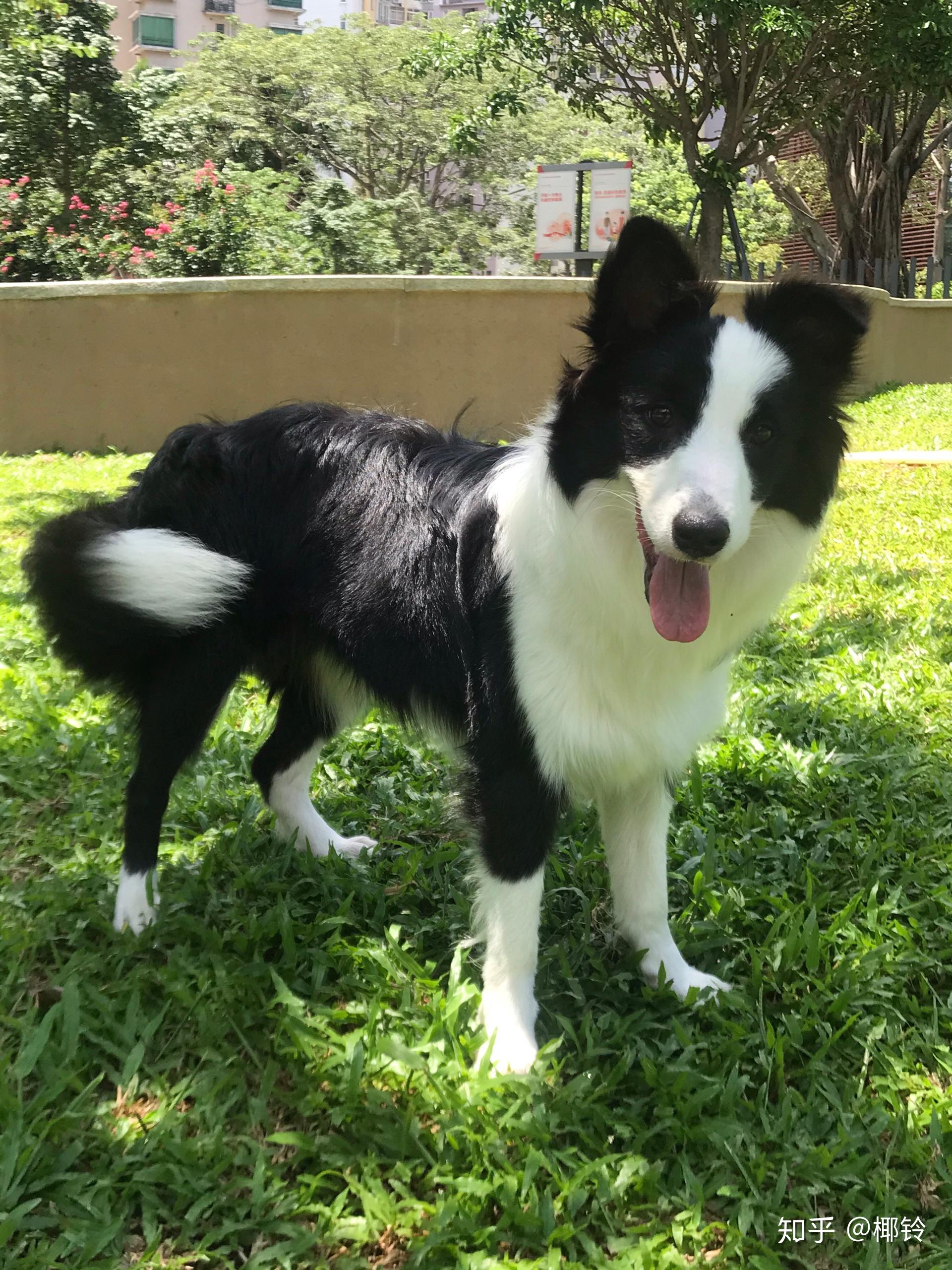 我家这个是短毛边牧吗?