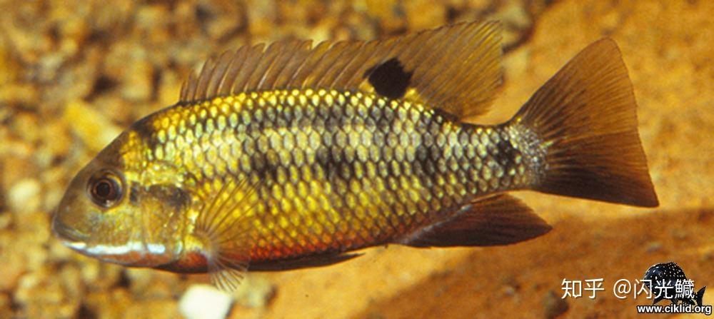 身上有八条黑色竖条纹的是什么鱼? - 知乎