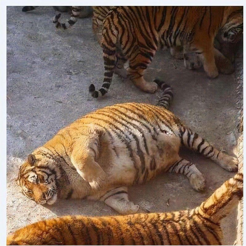 为什么食肉动物吃荤不发胖,而猪吃杂食却长得那么胖? - 知乎