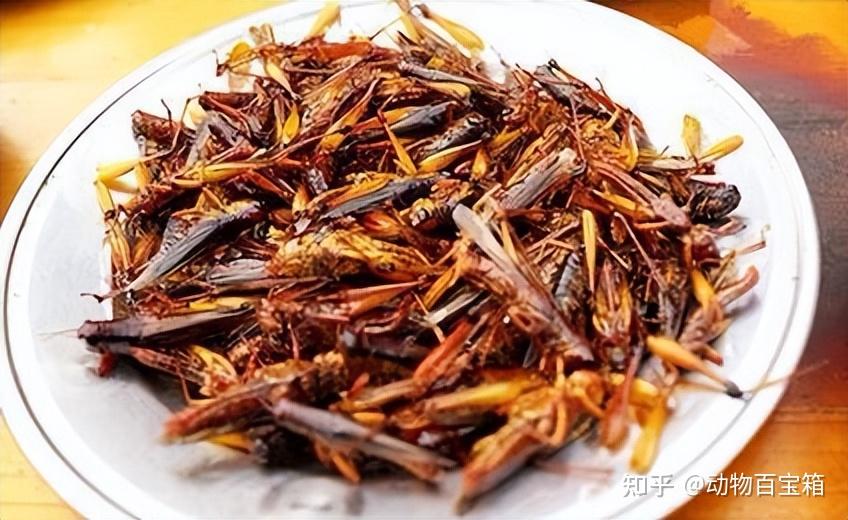 "龙虱"一名之由来? - 知乎