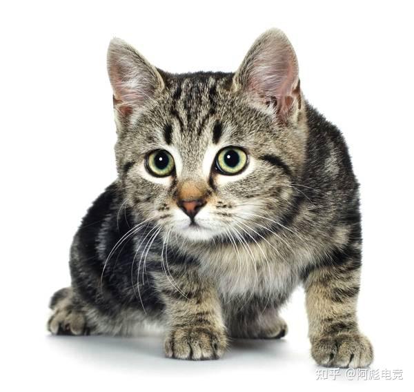 “人猫对话”真的要实现了？清华大学教授公布成果，爱猫人士狂喜 - 知乎