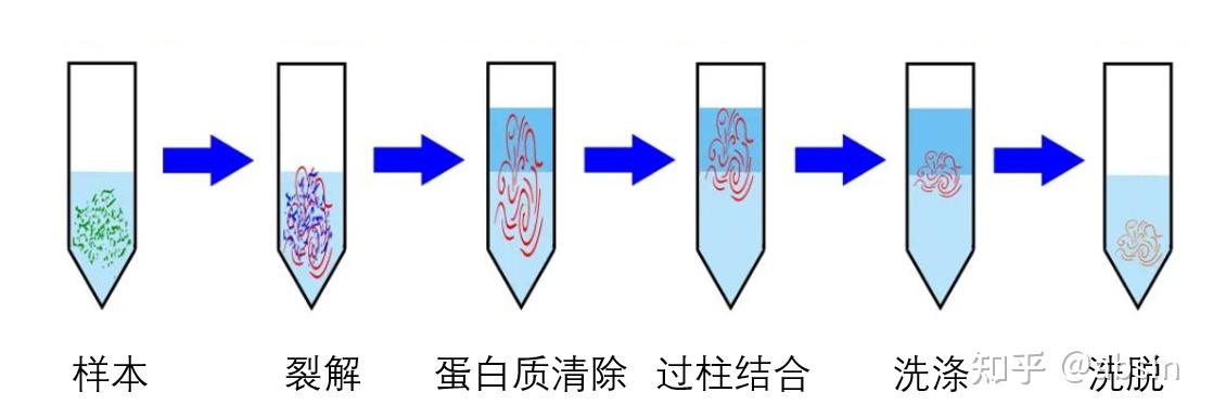 在碱裂解法提取质粒中,哪一步是除去基因组DNA的关键步骤? - 知乎