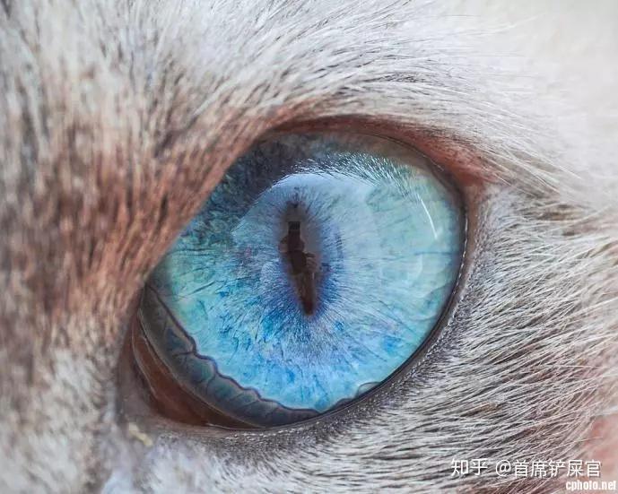 猫眼睛里面黄外圈蓝图片