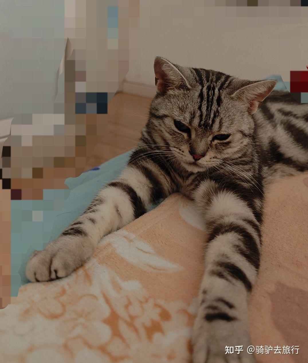 主人上厕所时猫咪为什么会蹲在卫生间门口喵喵叫? - 知乎