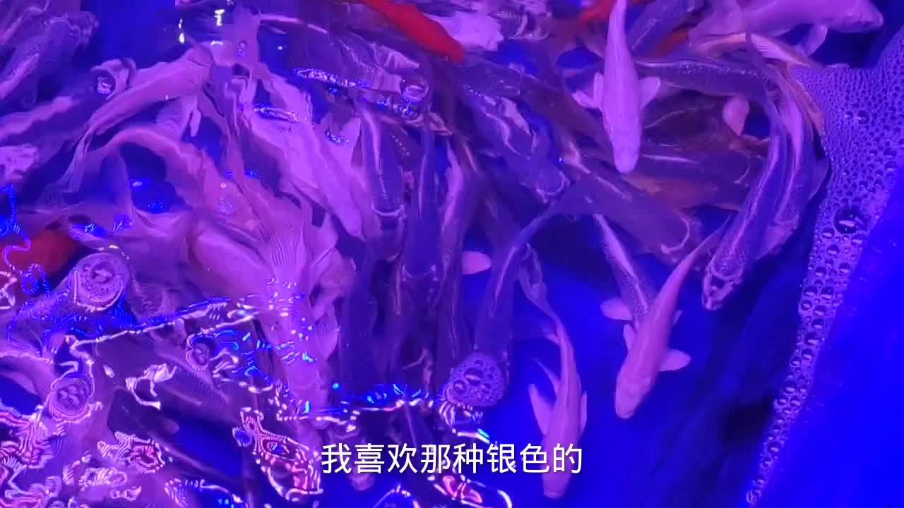这次过来观赏鱼市场帮老粉丝带三袋鱼发现蝴蝶鲤和锦鲤很划算