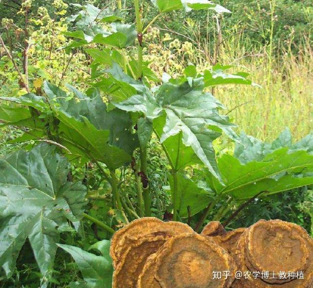 大黄的人工栽培：掌握无公害种植模式，一次种植多年收获 - 知乎