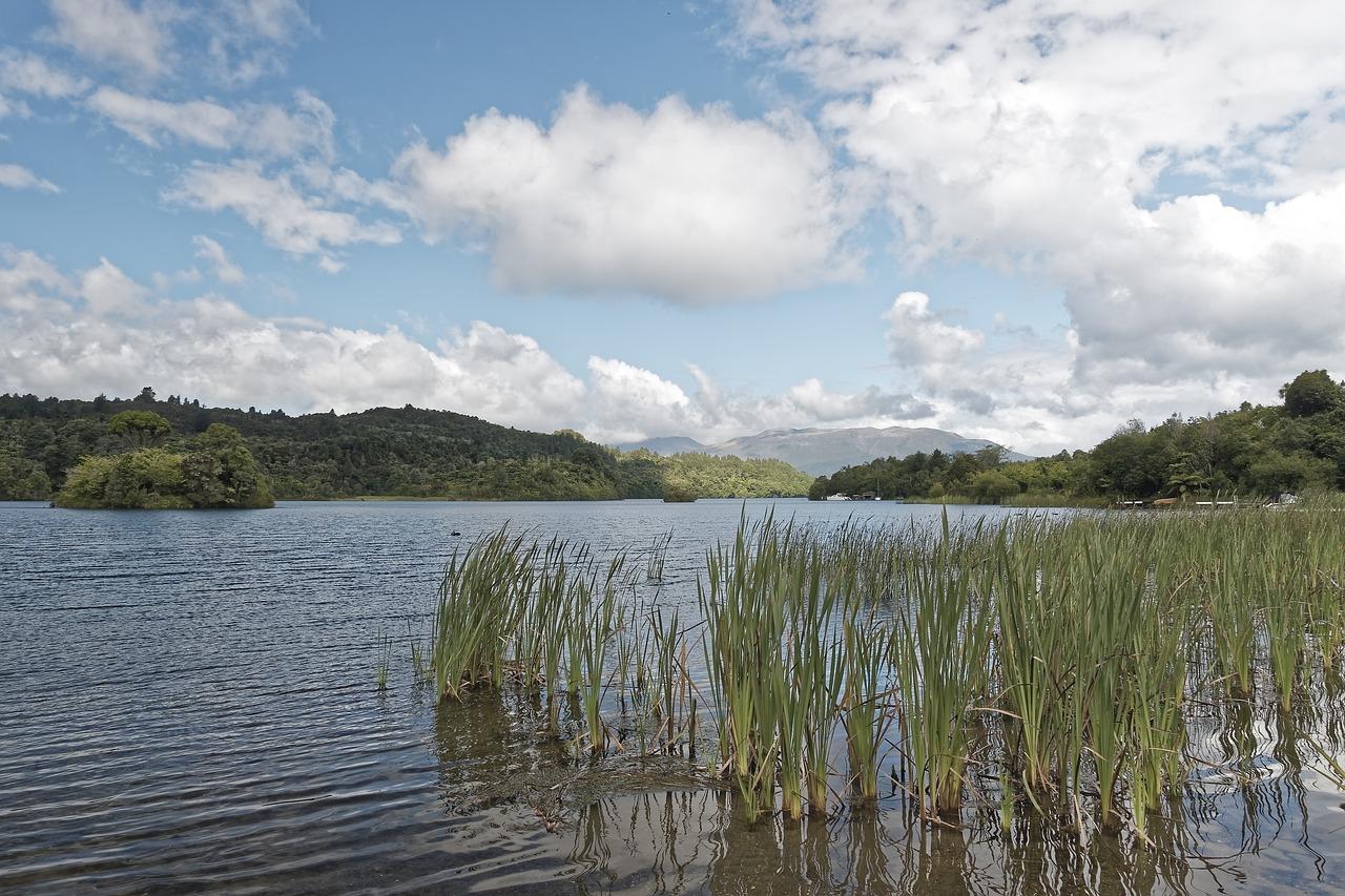 新顾城价格分析