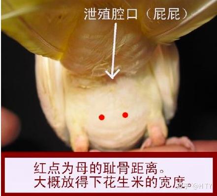 玄凤鹦鹉怎么分公母头顶秃了一小块还能长出来吗