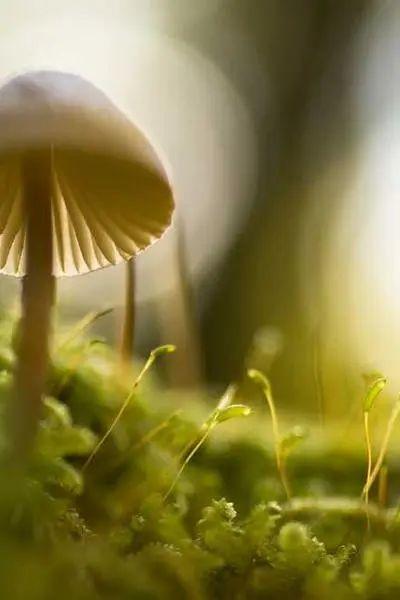 Parse:Python实现自己的JSON-encode - 知乎