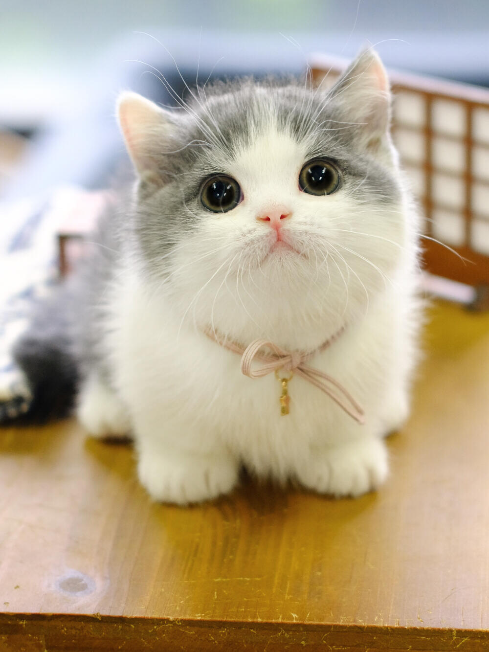 有没有敲可爱的猫咪头像