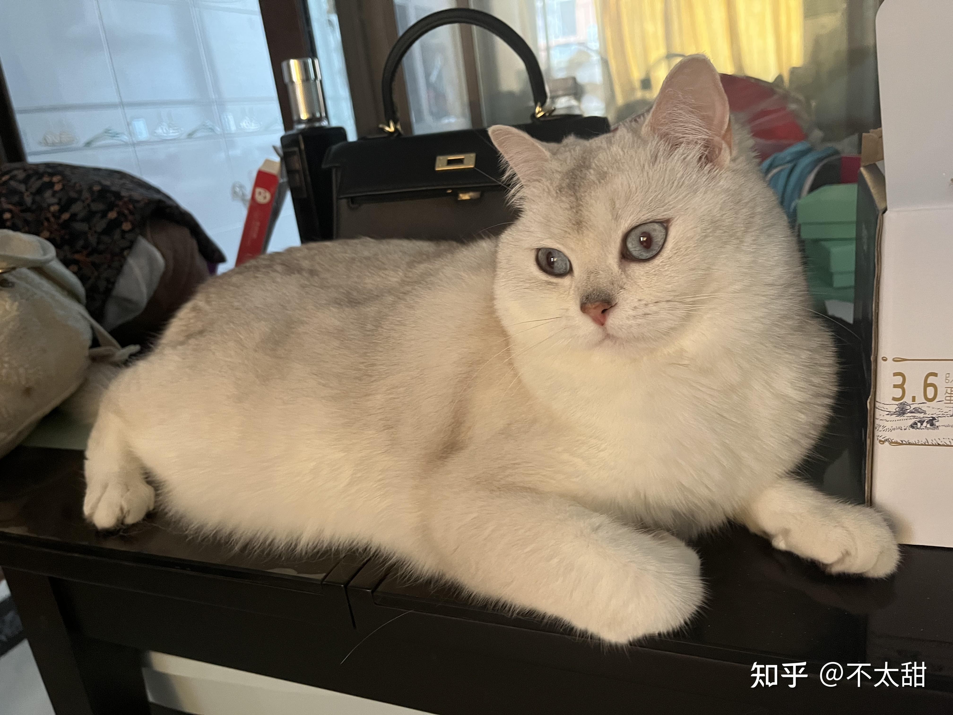 求科普英国短毛猫的银点色? - 知乎