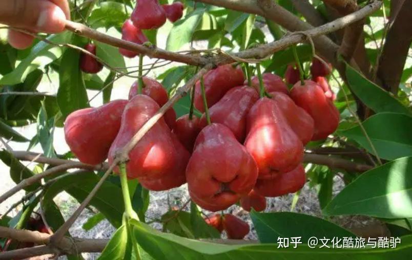 旅居南方,这26种热带水果不可错过 - 知乎