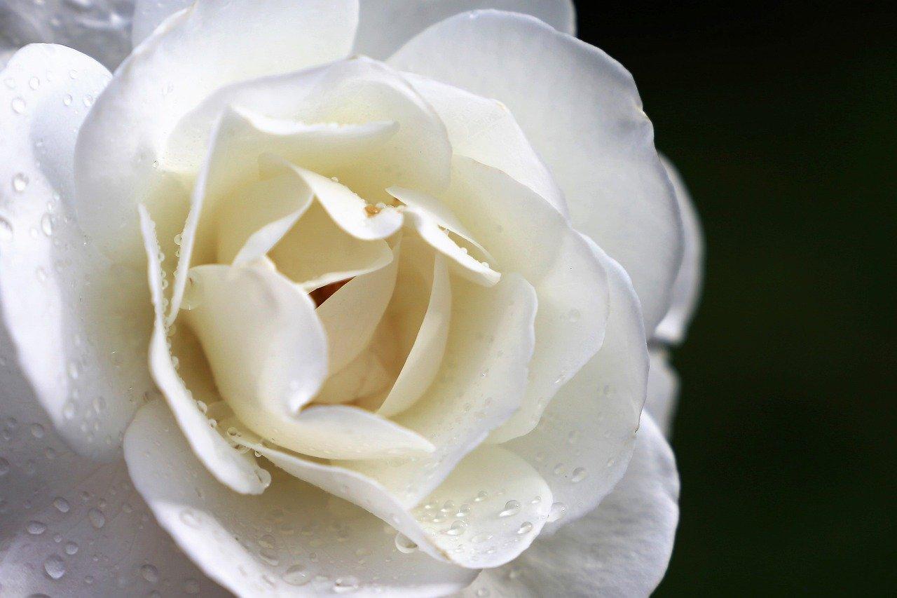 如何鉴别栀子花