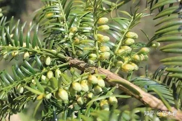 珍稀濒危物种|原产我国的6种特有榧树的辨识区别 - 知乎