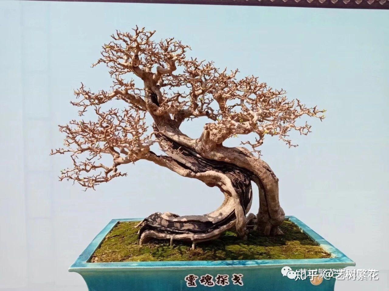 樹齢800年盆栽 | Dr.LiusBlog