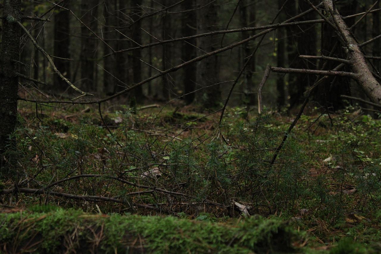 森林王国初探秘