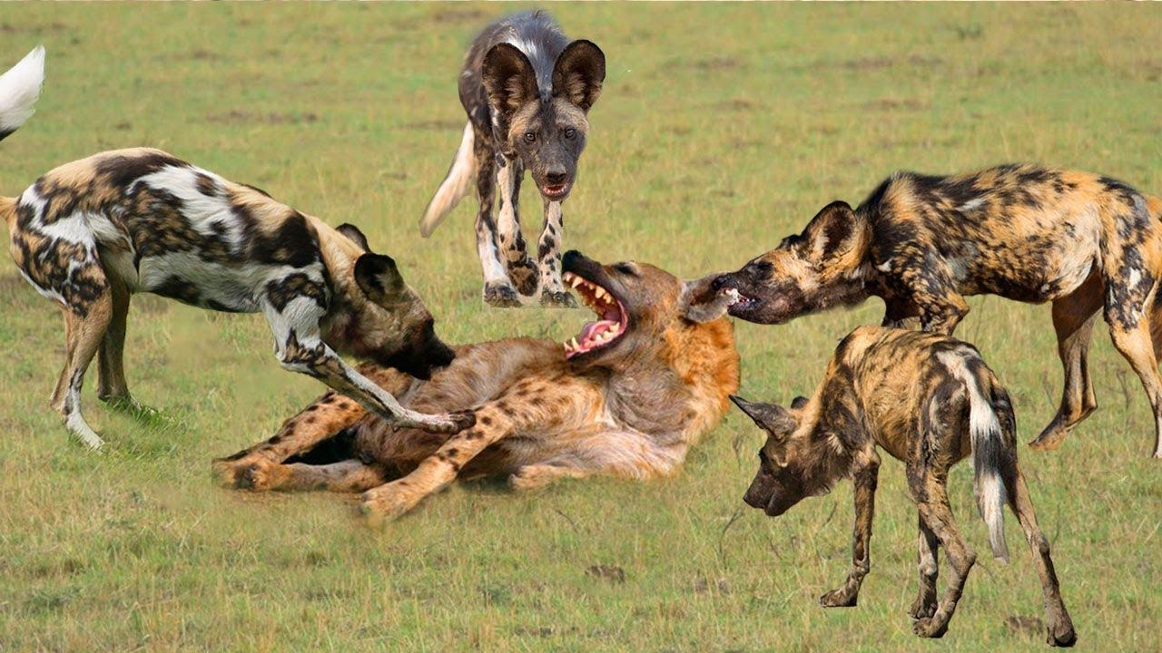 鬣狗遭到5只野狗围攻,野狗招招要命,隔着屏幕都感觉过瘾 - 知乎