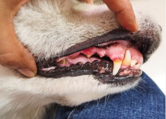 狗狗牙龈炎的主要症状有哪些? 