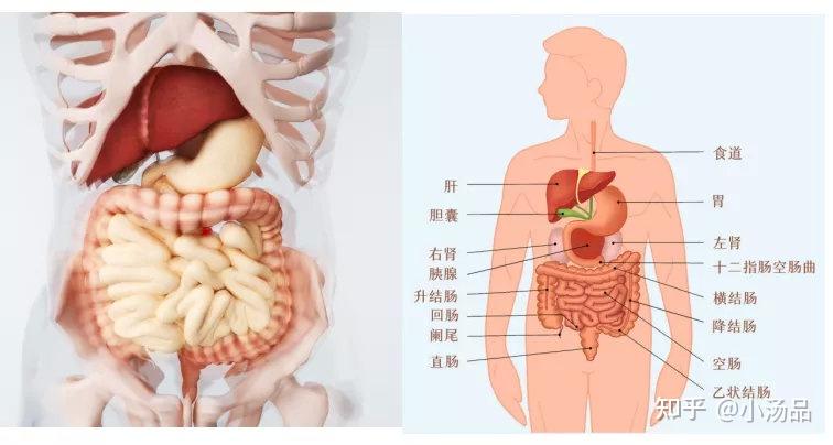 肝胆的位置图片图片