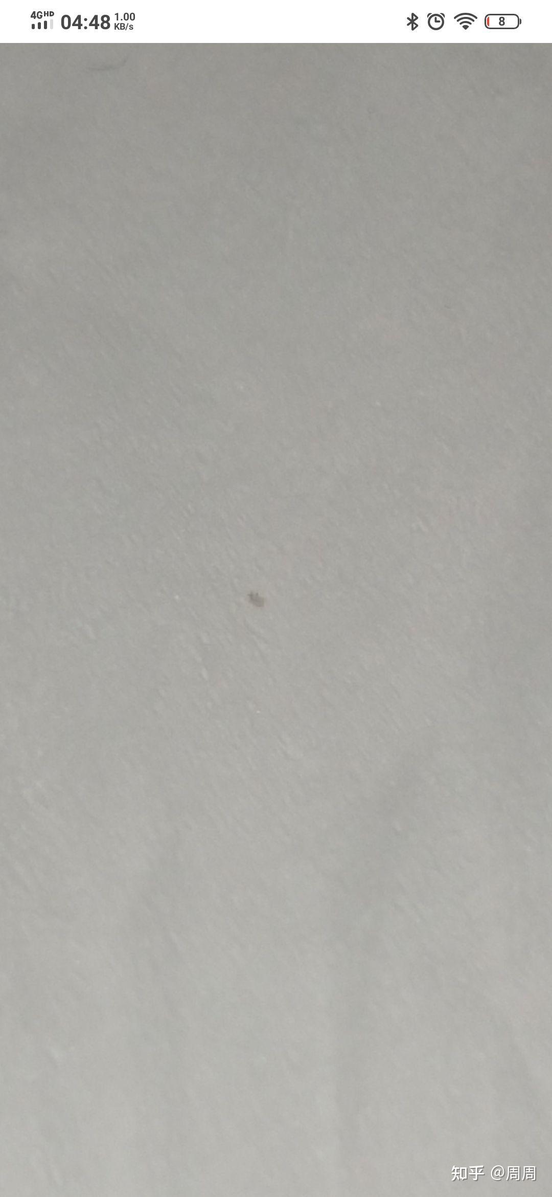 床上和手机壳上发现了这样的小虫子,白色的,很小很小,爬的还挺快,这是
