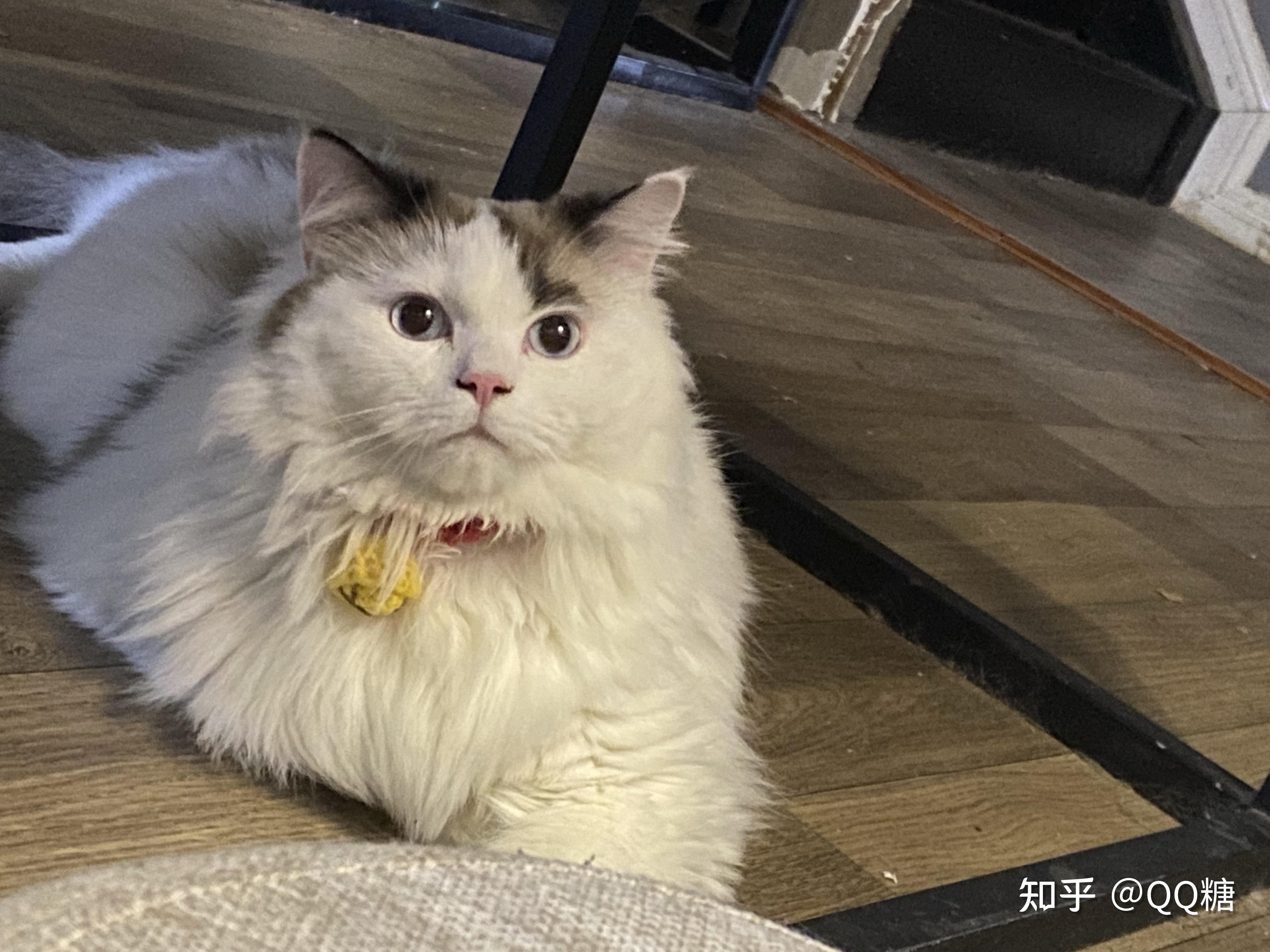 高地和布偶猫的混血长啥样? - 知乎