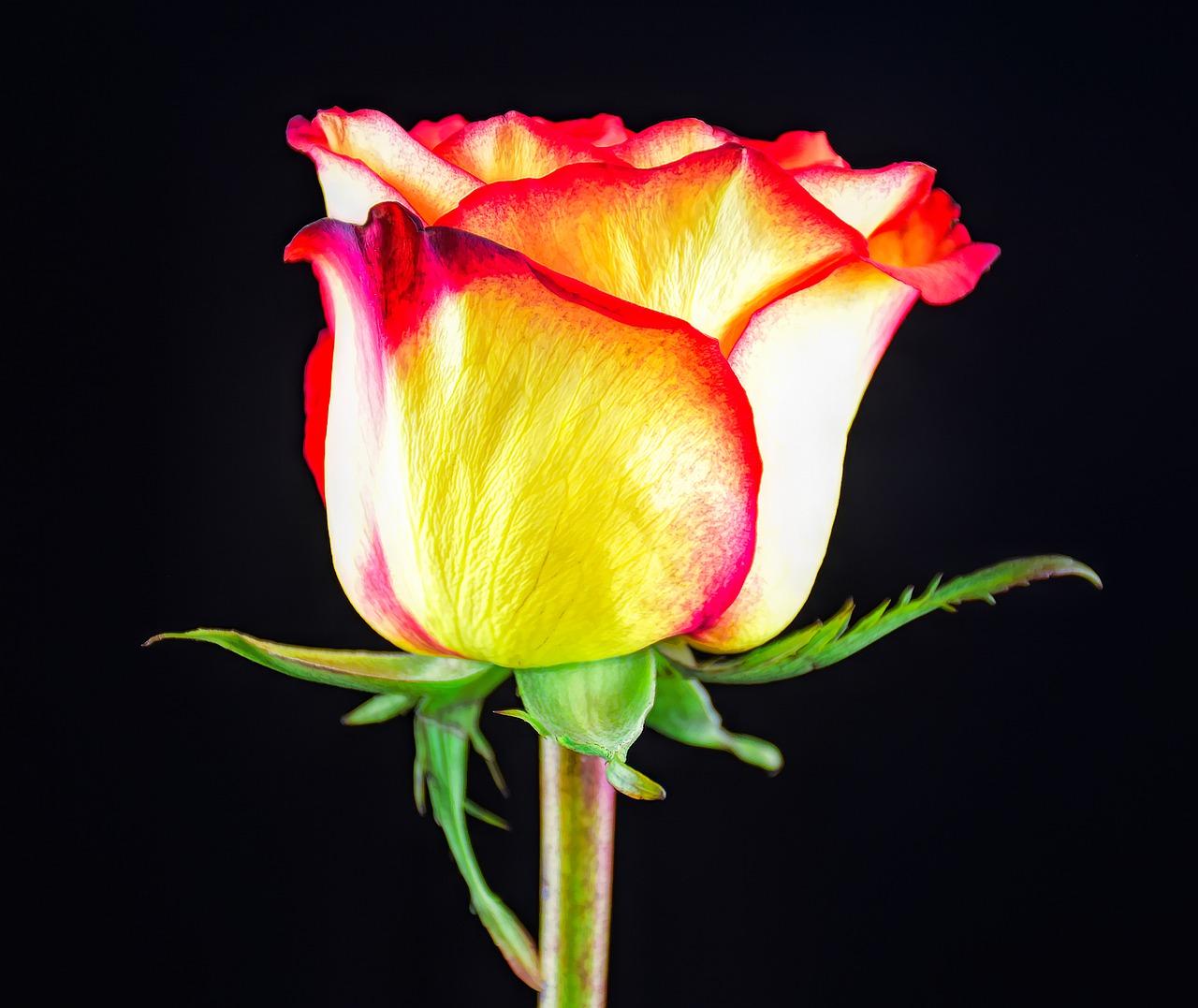 携手共进:二十载共赢未来