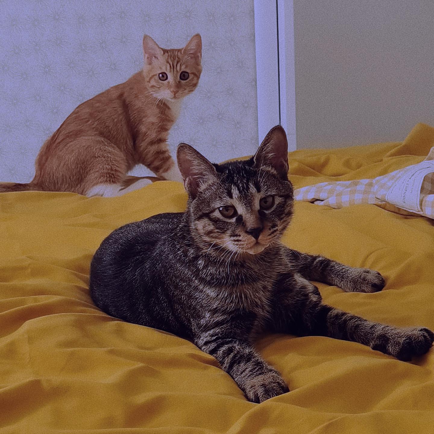 公狸花猫和母橘猫能生出什么花色? - 知乎