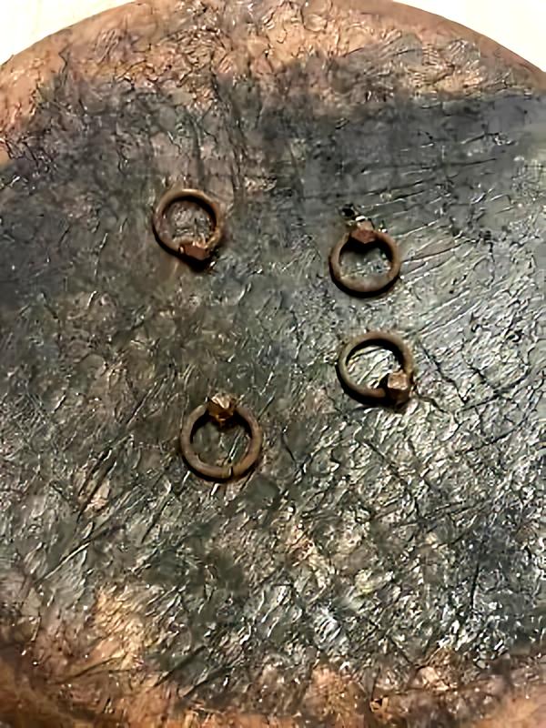 为什么动物进化不出皮甲？