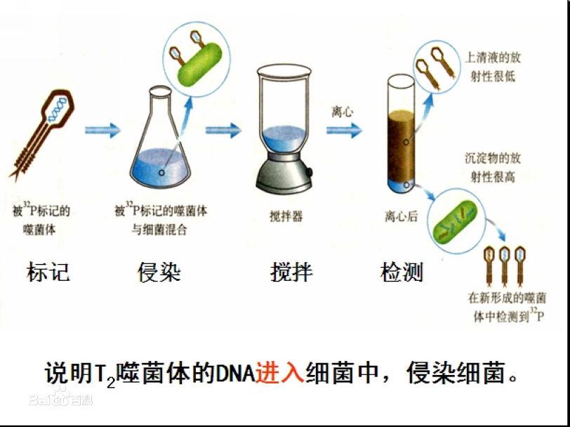 赫尔希噬菌体侵染大肠杆菌实验之前是否知道噬菌体赫侵染过程是只有一