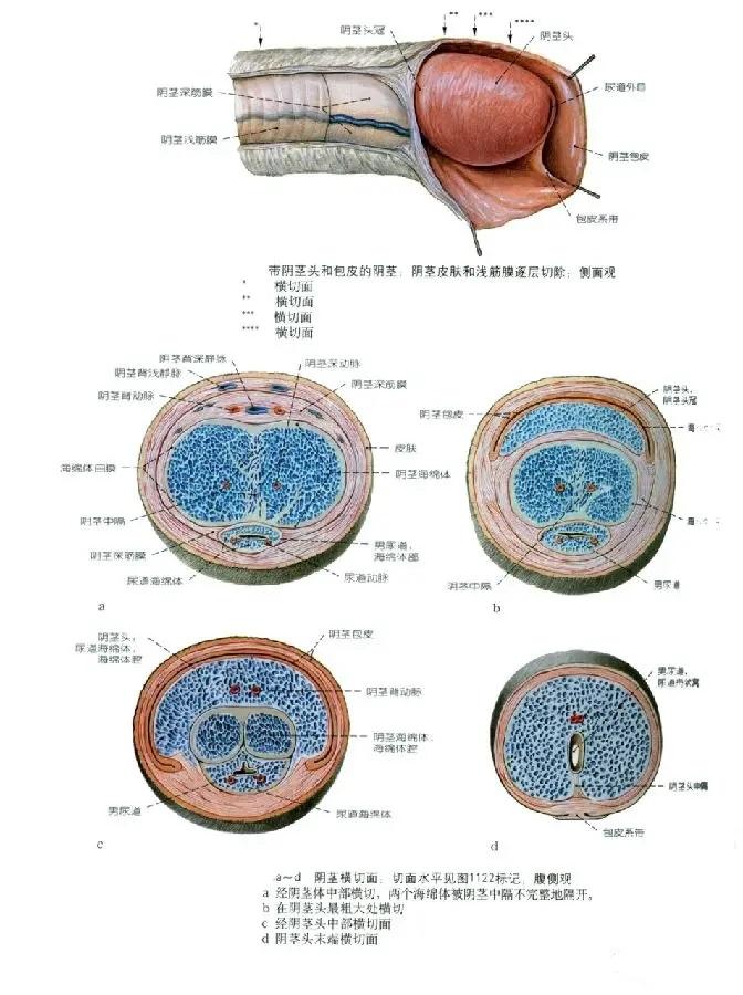 生殖系统解剖图示注解 - 知乎