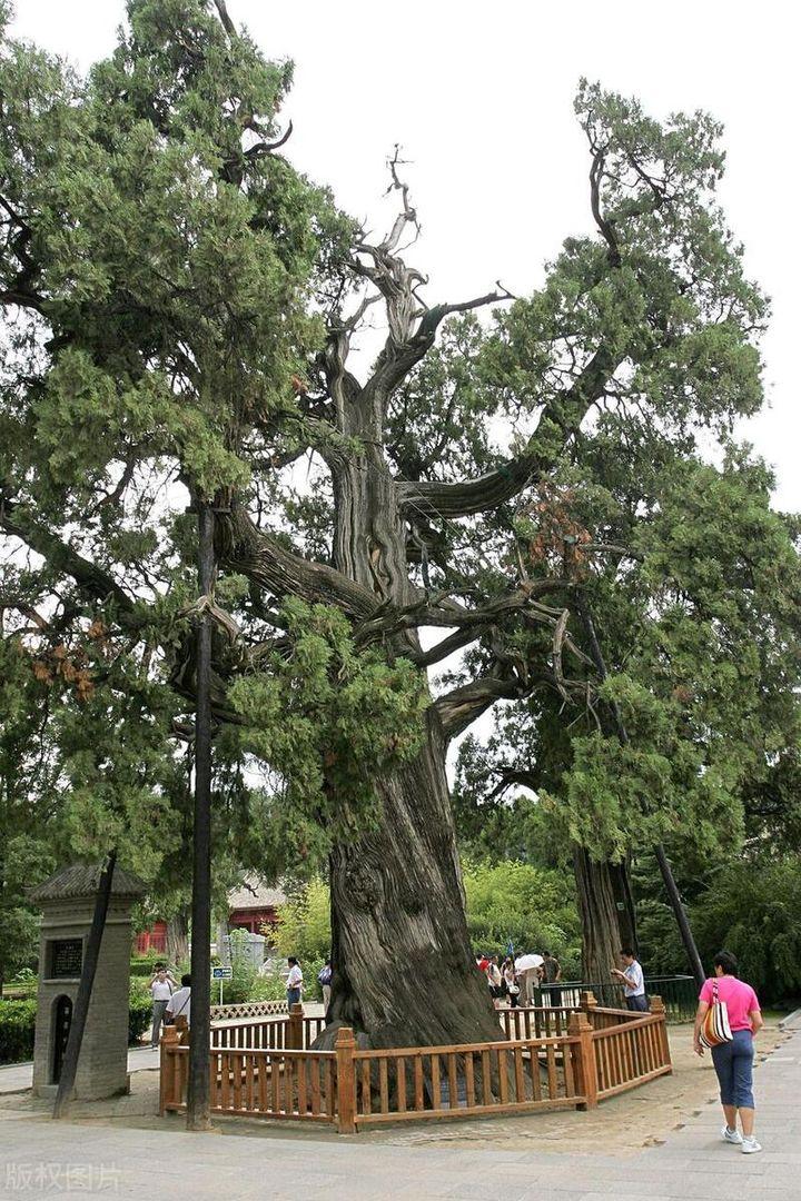 老祖宗说“三树不能砍,砍了财气散”,指的是哪3种树不能砍? - 知乎
