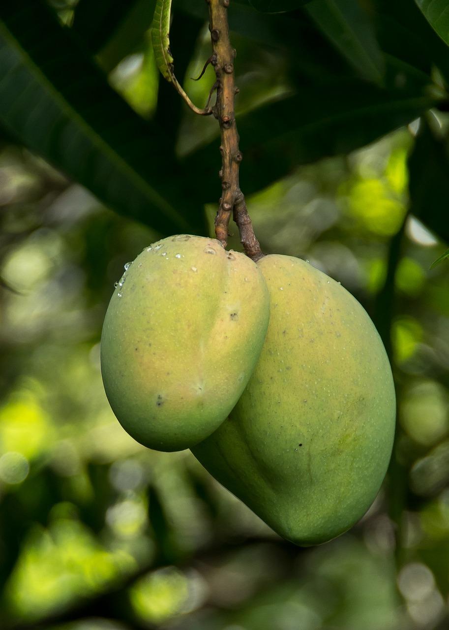 1. 芒果种植技巧