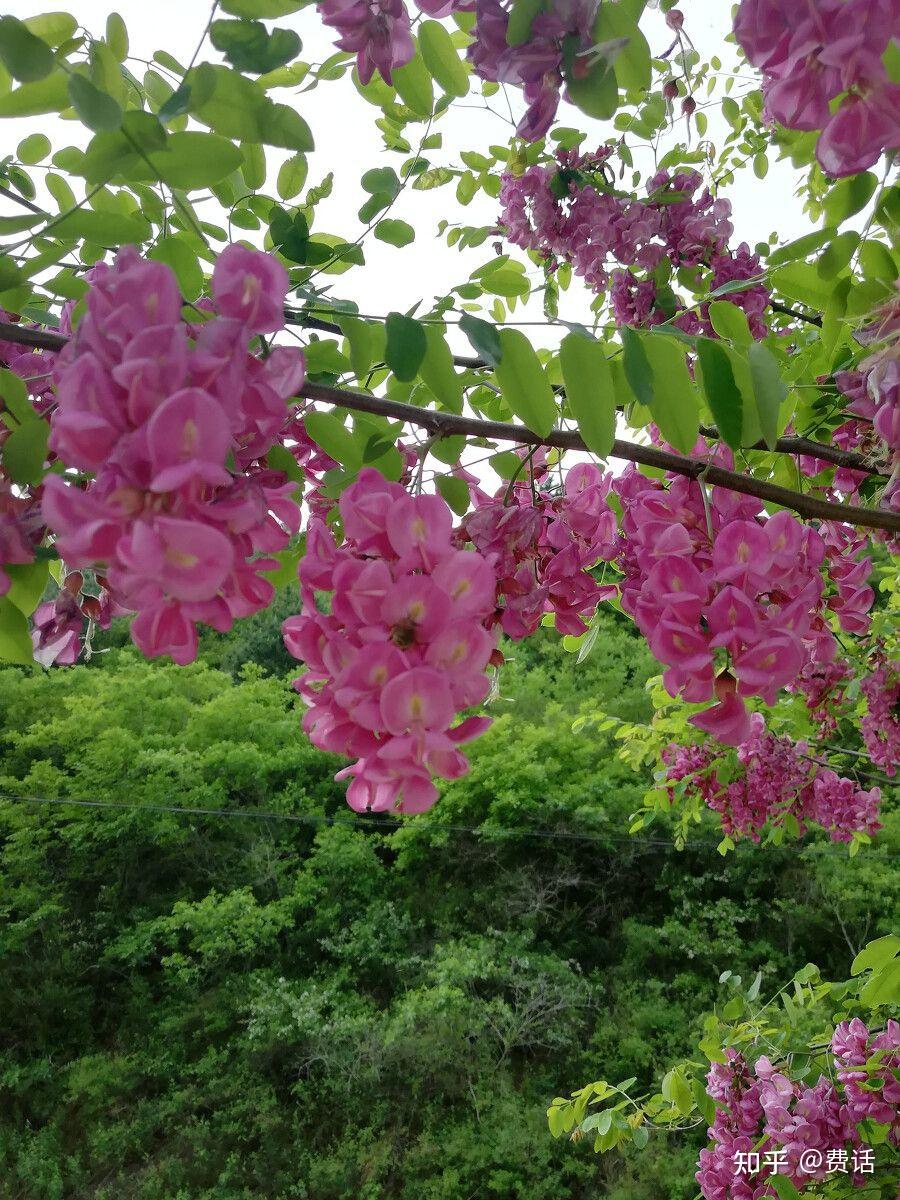 紫穗槐叶子上有白斑该怎么办