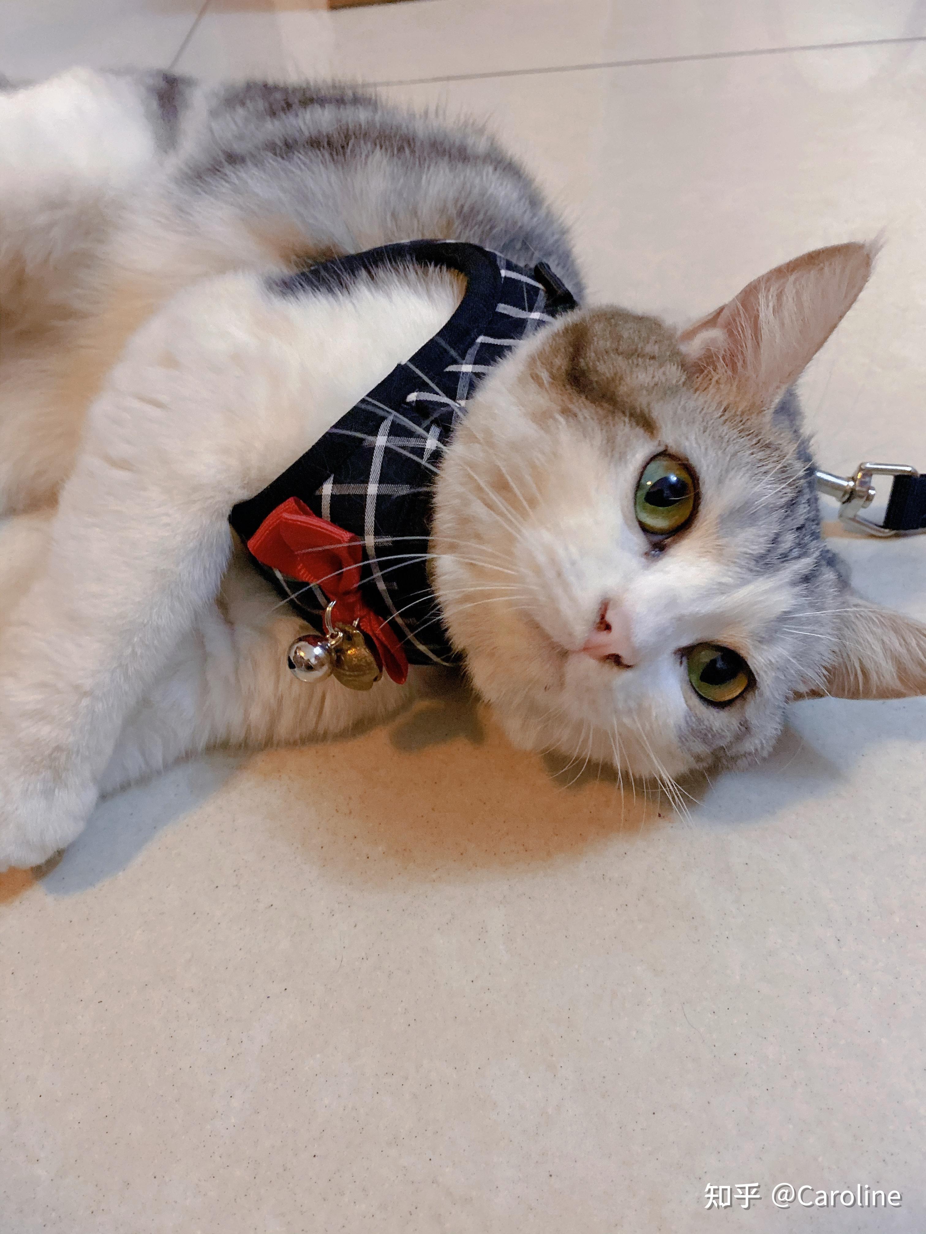 成年美短,起司好看还是标斑好看? - 知乎