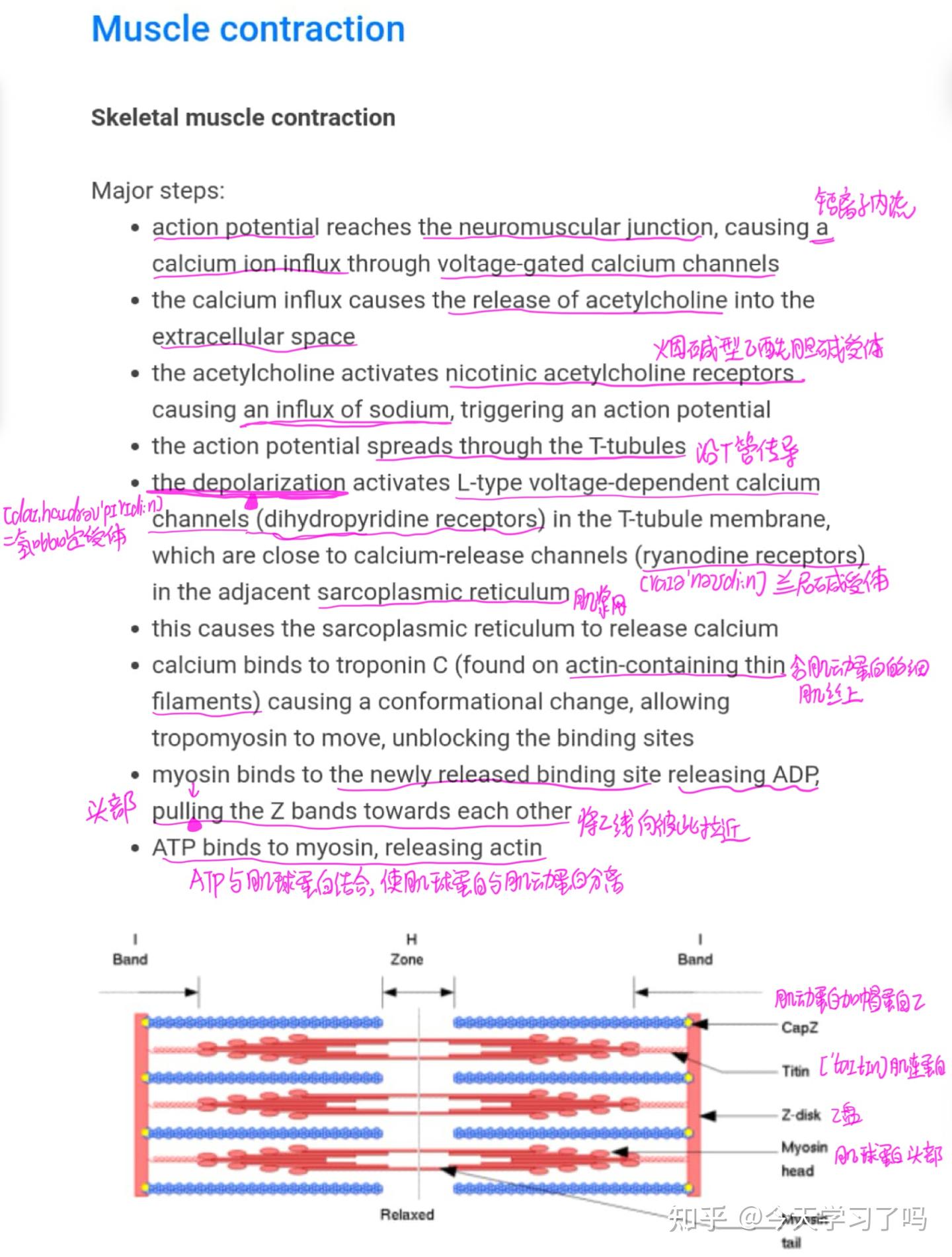 肌肉收缩生理过程Muscle contraction（医学英语） - 知乎