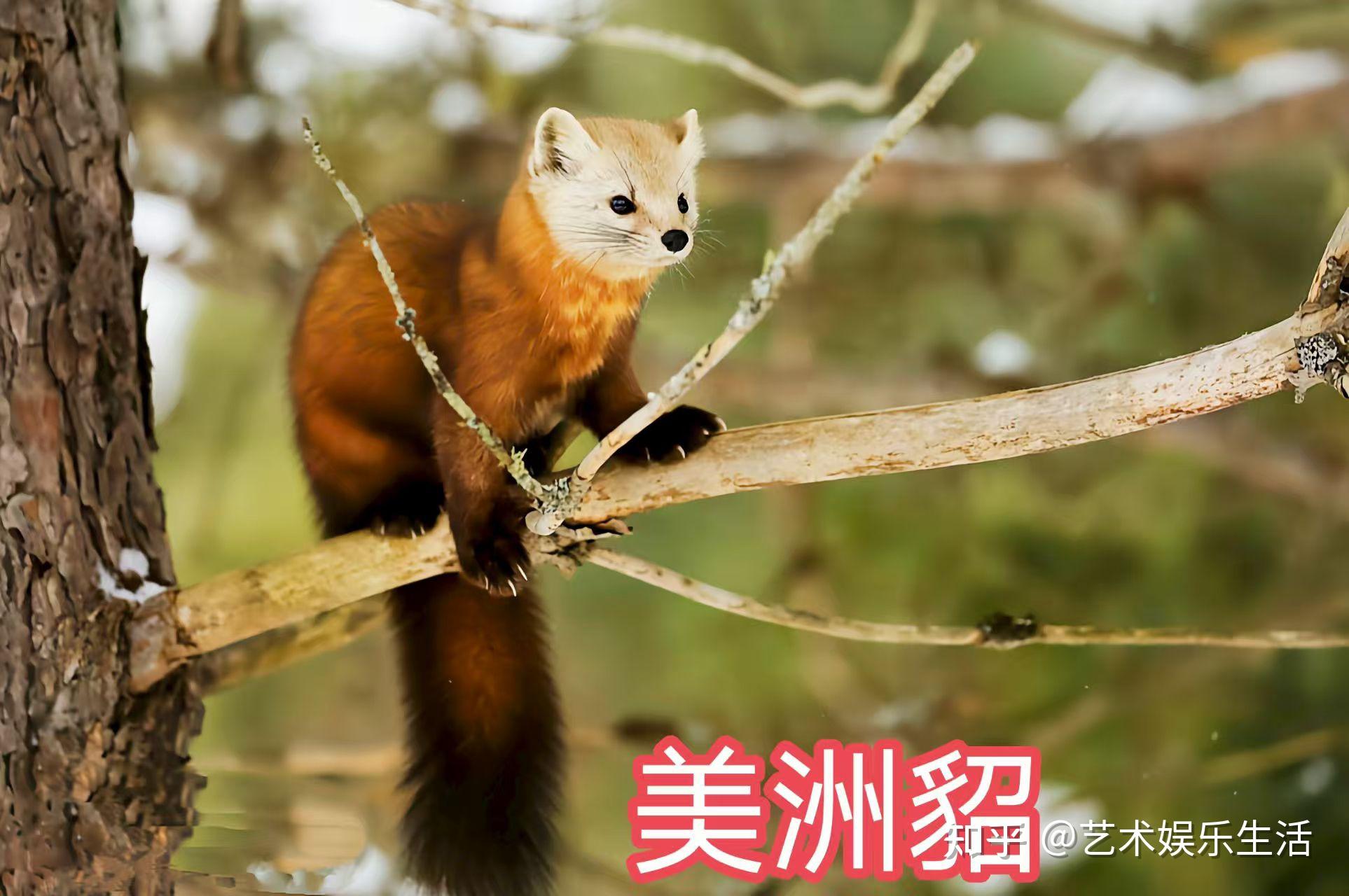 鼬科的动物们，都是勇猛的“平头哥” - 知乎
