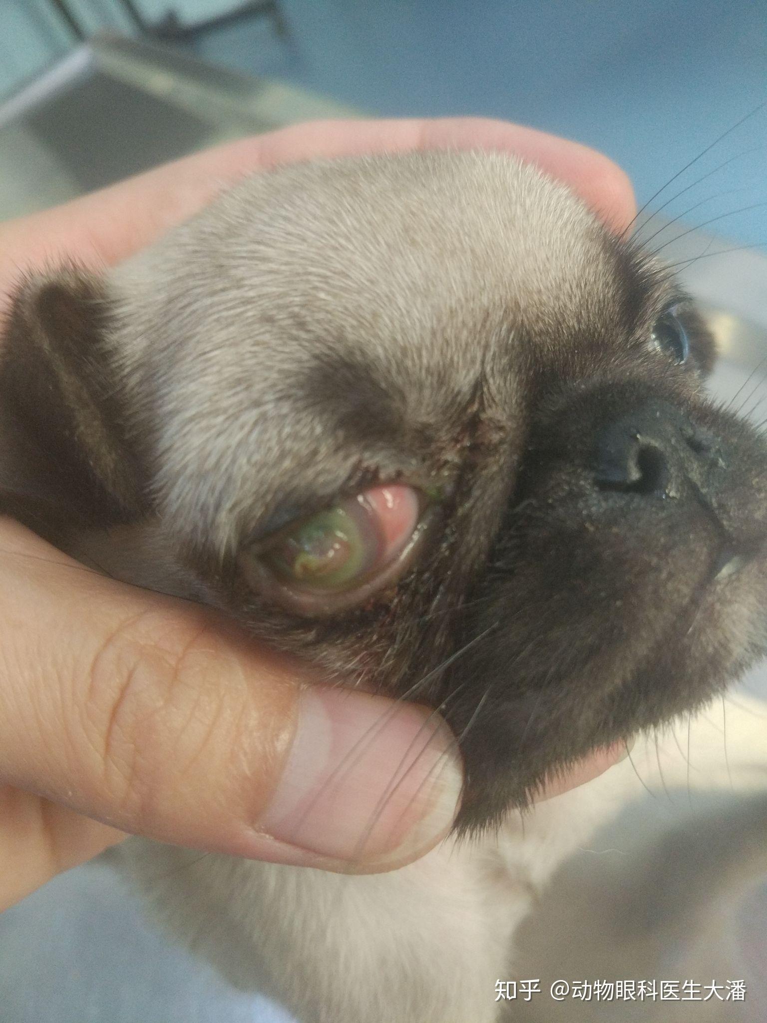 狗狗眼睛肿,睁不开?